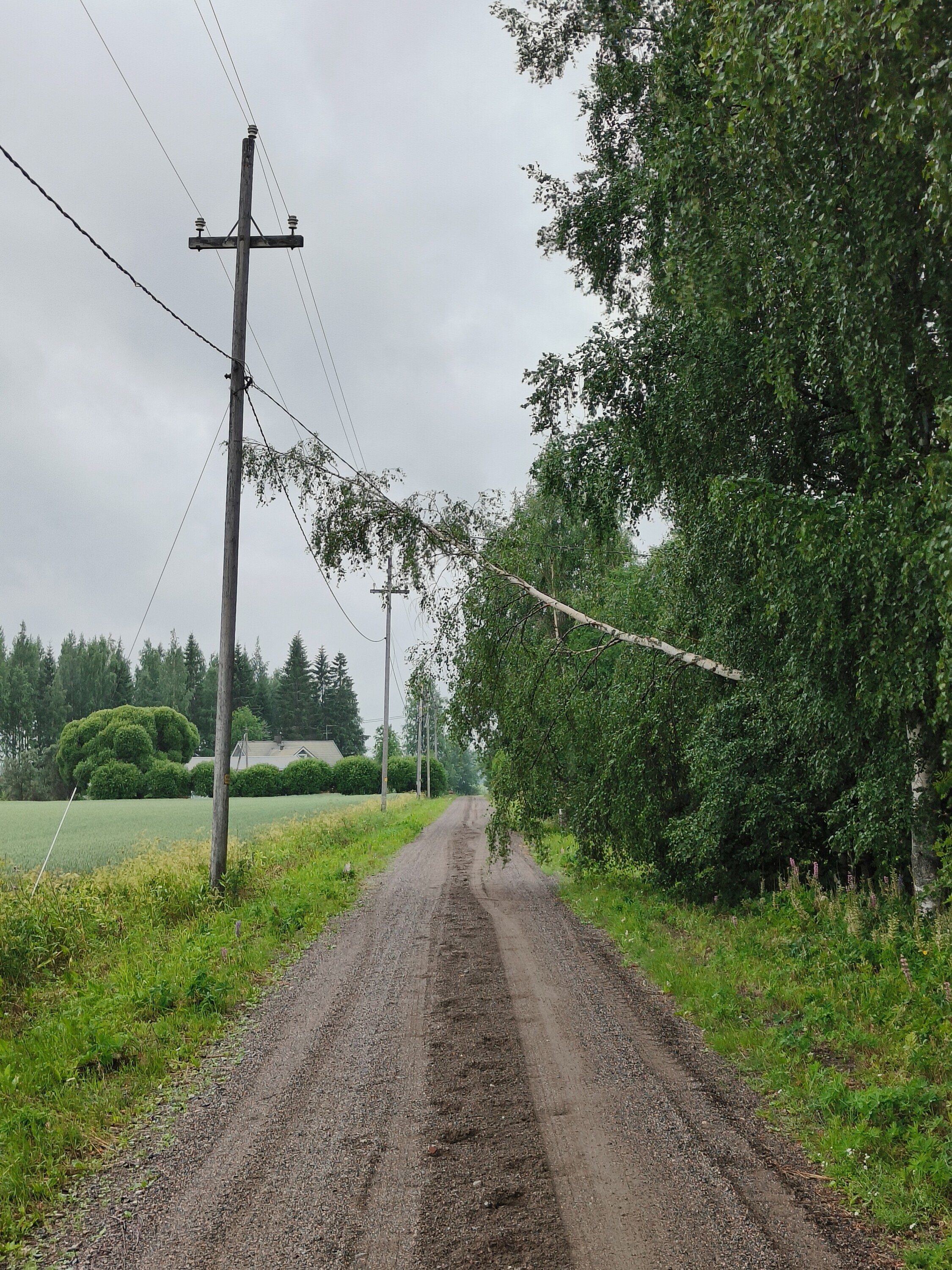 Koivu kaatunut linjalle Tuupovaarassa.