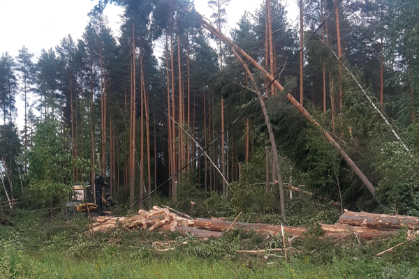 Metsäkone raivaa sähkölinjan päälle kaatuneita puita