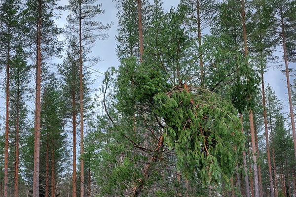 Linjalle kaatunut puu