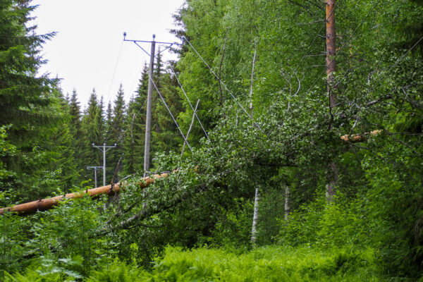 Sähkölinjan päälle kaatunut puu