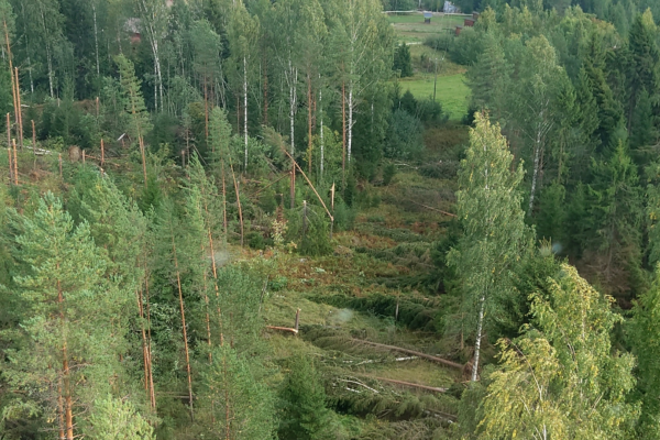 Helikopterista otettu kuva sähkölinjoille kaatuneista puista