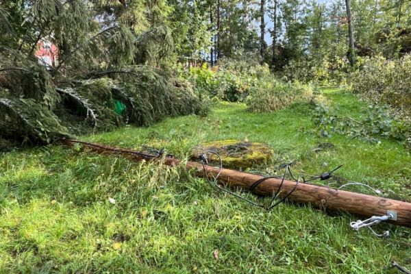 Puun kaatama sähköpylväs